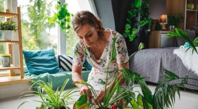 Spruce Up Your House With A Nature-Y Vibe! Spruce Up Your House With A Nature-Y Vibe