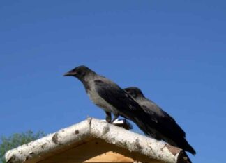 Crow Repellent – How To Get Rid Of Crows? Crow Repellent - How To Get Rid Of Crows?