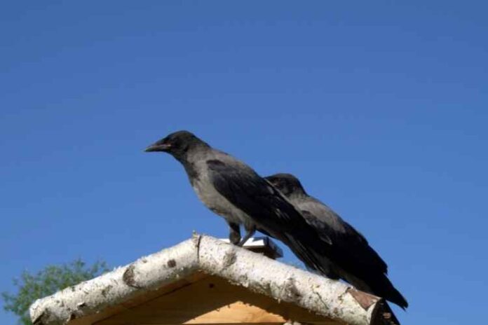 Crow Repellent - How To Get Rid Of Crows?