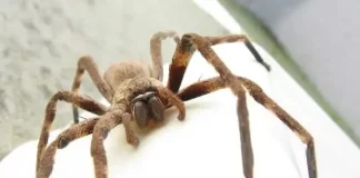 Giant Australian Spiders: Size, Bites, Myths, and Why They’re Not What People Think Giant Australian Spiders
