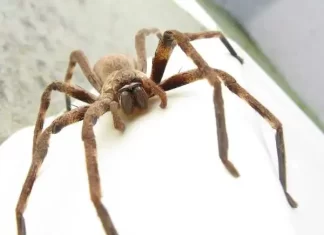 Giant Australian Spiders: Size, Bites, Myths, and Why They’re Not What People Think Giant Australian Spiders