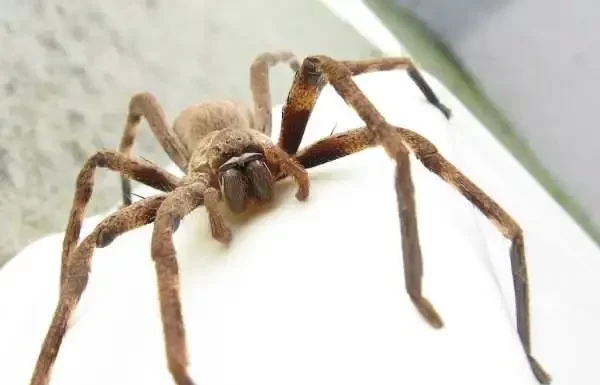 Giant Australian Spiders: Size, Bites, Myths, and Why They’re Not What People Think Giant Australian Spiders